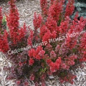 Барбарис Тунберга Флоренс