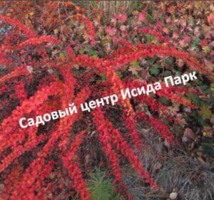 Барбарис тунберга Грин Орнамент