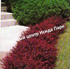 Барбарис тунберга Кримсон Пигми