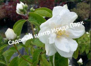 Чубушник Фрости Морн