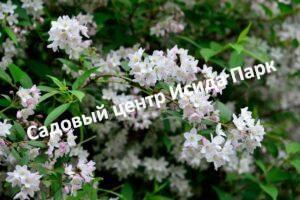 Дейция гибридная Кампанулата