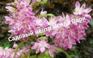 Дейция гибридная Мэджишн