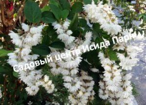 Дейция шершавая Прайд Оф Рочистер