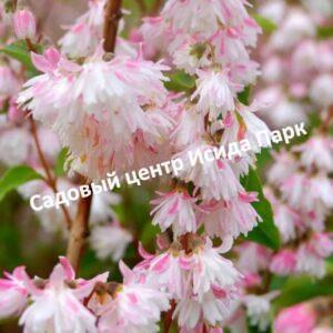 Дейция шершавая Розея Плена