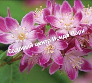 Дейция великолепная Турбелон Руж