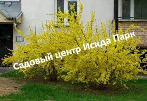Форзиция промежуточная Беатрикс Фарранд