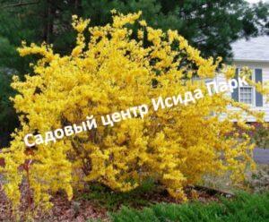 Форзиция промежуточная Денсифлора