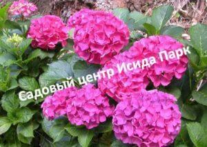 Гортензия крупнолистная Альпенглюхен