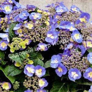 Гортензия крупнолистная Блюберри Чизкейк