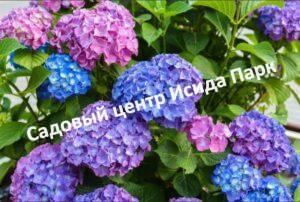 Гортензия крупнолистная Букет Роуз
