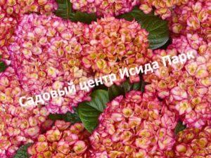 Гортензия крупнолистная Графиня Коссель