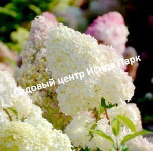 Гортензия метельчатая Диамантино