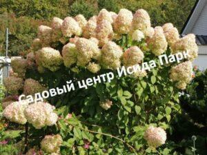 Гортензия метельчатая Геркулес