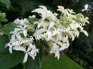 Гортензия метельчатая Грейт Стар