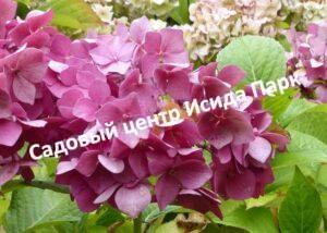Гортензия метельчатая Крылья Феи