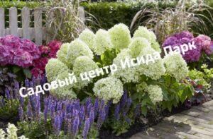 Гортензия метельчатая Литтл Споки