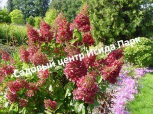 Гортензия метельчатая Мега Минди