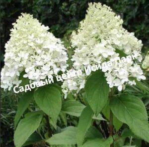 Гортензия метельчатая Вайт Леди