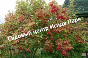 Калина Белорусская 3-21