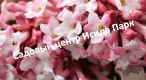 Калина боднатенская Чарльз Ламонт