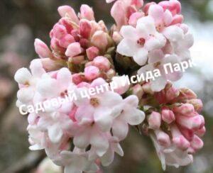 Калина боднатенская Даун