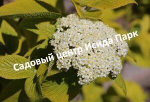 Калина гордовина Ауреум