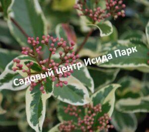 Калина гордовина Ауреум вариегатная