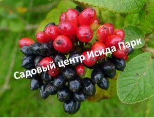 Калина гордовина Возрождение