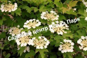 Калина Нана