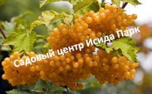 Калина обыкновенная Касантакарпум