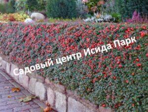 Кизильник Адмирал