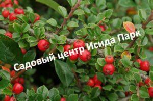 Кизильник Алаунский
