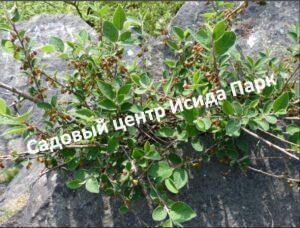 Кизильник Цельнолистный