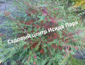 Кизильник Гиссарский