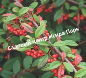 Кизильник Иволистный