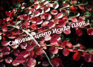 Кизильник Красно-пурпурный