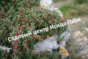 Кизильник Мелколистный