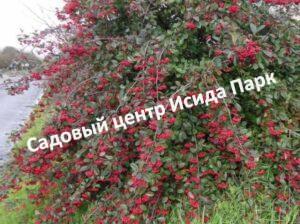 Кизильник Млечный