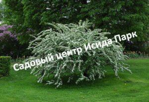 Кизильник Многоцветковый