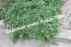 Кизильник Мункреппер