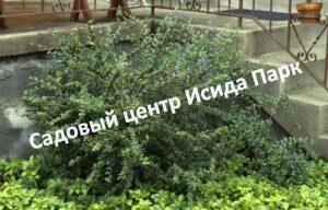 Кизильник Парктеппих