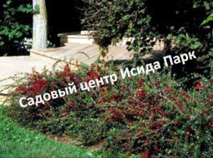 Кизильник Репенс