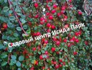 Кизильник Стрейбс Файндлинг
