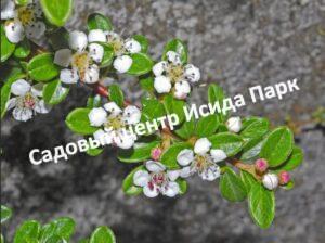 Кизильник Тангстедт