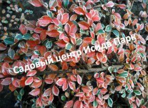 Кизильник Вариегатус