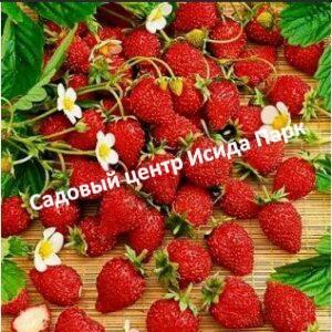 Клубника Али Баба