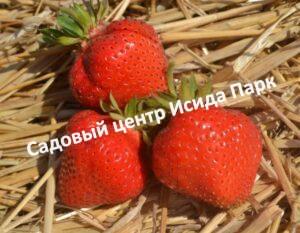 Клубника Аргентера