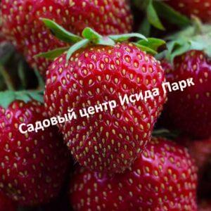 Клубника Диамант