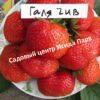 Клубника Галя Чив 1