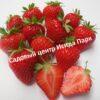 Клубника Гармония 1